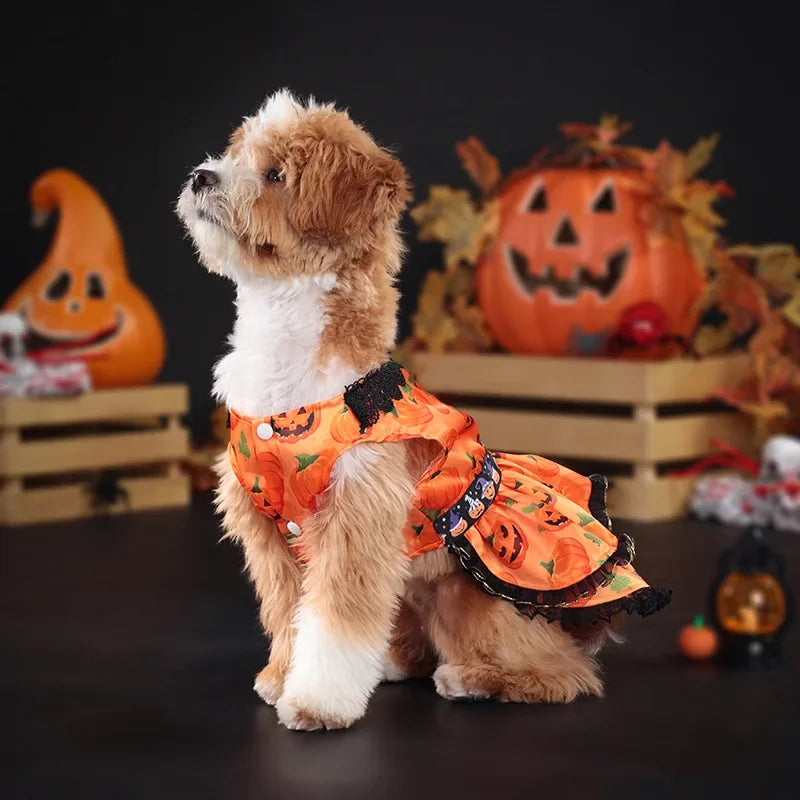 Halloween Pumpkin Lace Dress – Double-Layered Dog Party Outfit