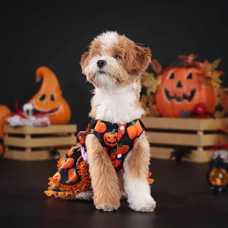 Halloween Pumpkin Lace Dress – Double-Layered Dog Party Outfit