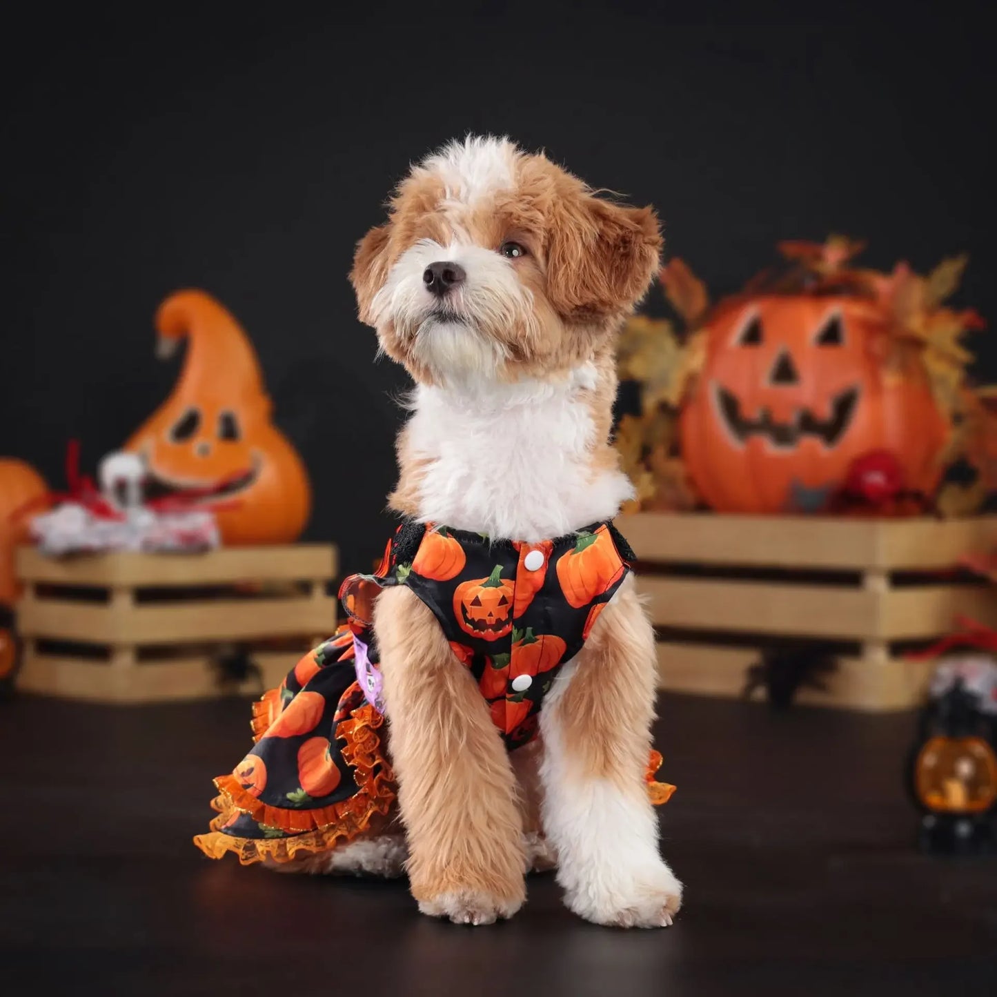 Halloween Pumpkin Lace Dress – Double-Layered Dog Party Outfit