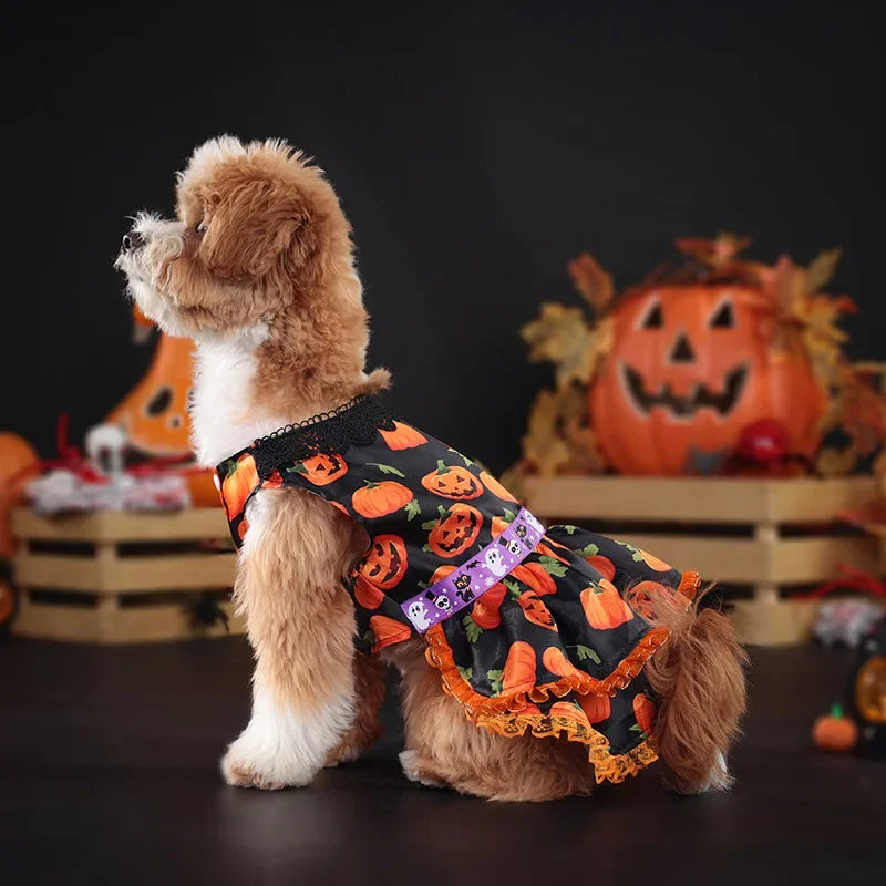 Halloween Pumpkin Lace Dress – Double-Layered Dog Party Outfit